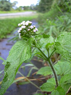 Description de l'image Starr_040209-0126_Ageratum_conyzoides.jpg.