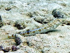 Un poisson-lézard à ligne bleue (Synodus dermatogenys)