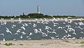 Cape Romain Wildlife Refuge