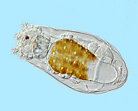 Rotifers, usually 0.1–0.5 mm long, may look like protists but are multicellular and belong to the Animalia