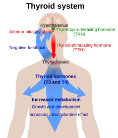 Regulation of thyroid hormone