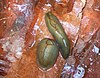 Olive green red triangle slugs