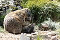 Light fur of a young marmot