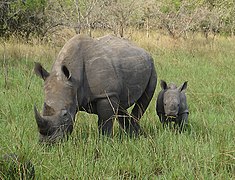 Rhinocéros blancs.