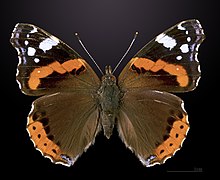 Adult butterfly (dorsal)