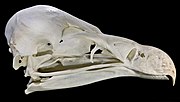 A vulture skull