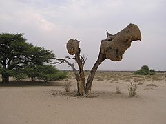 Nids d'oiseau Républicain social en octobre 2003.