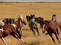 Wild horses at Saylor Creek south of Glenns Ferry