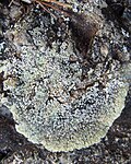 Lichen du genre Xanthoria sur les monts Zlatibor