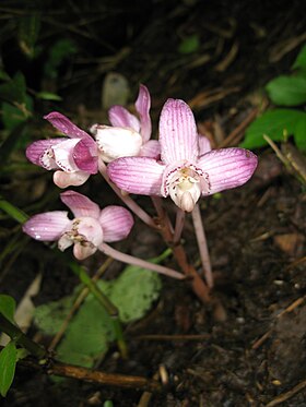 Yoania japonica