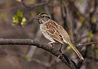 Morfo de bandas pardas de Zonotrichia albicollis