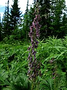 Aconite bujbense, endémique au Saïan occidental.