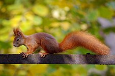 Red squirrel (Sciurus vulgaris)