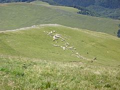 troupeaux de moutons en bas du pic d’Orhy