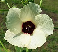 Abelmoschus esculentus, okra flower