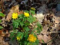 Амурски гороцвет (Adonis amurensis)