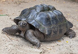 Гигантская черепаха (Aldabrachelys gigantea)