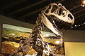 Skeletal cast of the dinosaur, Allosaurus