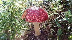 Amanita muscaria