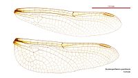 Female Austrosynthemis cyanitincta wings