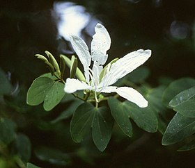 Bauhinia forficata nativa do Brasil