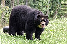 Spectacled bear (Tremarctos ornatus)