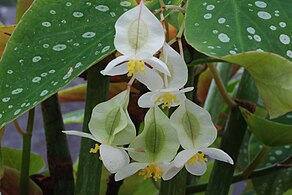 Variété blanche