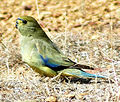 Blue-winged parrot