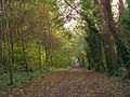 Chemin des Pèlerins dans le bois du Caprice.