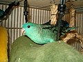 サザナミインコ Barred Parakeet