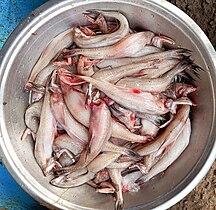 Fresh Bombay duck for sale in Kolkata