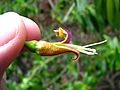 Bontia daphnoides