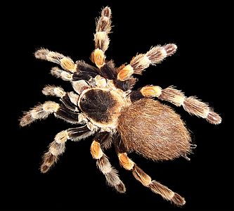 Mexican redknee tarantula at List of medically significant spider bites, by Fir0002