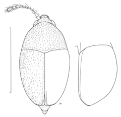 Description de l'image COLE Staphylinidae Baeocera epipleuralis.png.