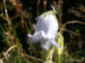 Campanule barbue, corolle en cloche.