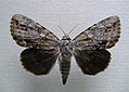 Catocala angusi Angus' underwing