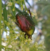 Cétoine de Carthame (Cetonia carthami (en))