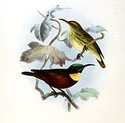 illustration of two sunbirds; the one on the top with a brownish body and dark-streaked greenish underparts, and the one on the bottom having black upperparts, reddish-brown underparts, a bright yellow throat, and metallic green on the head