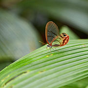 紅暈綃眼蝶 Cithaerias pireta