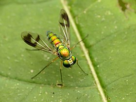 Condylostylus sp. nos Estados Unidos