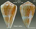 Conus vexillum Gmelin, J.F., 1791