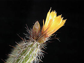 Corryocactus squarrosus