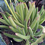 Cotyledon campanulata