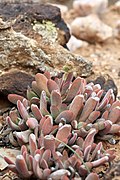 Cotyledon papillaris