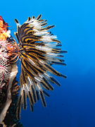 Crinoid on a coral reef