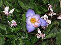 Crocus speciosus 'Artabir'