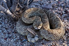 Crotalus scutulatus