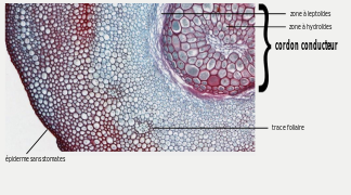 Microphotographie d'une coupe transversale de l'axe feuillé de Dawsonia[Note 5].