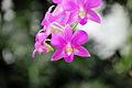 Dendrobium hybrid belonging to the section Phalaenanthe