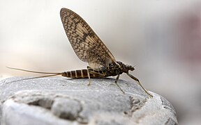 Rhithrogena germanica (Ephemeroptera)